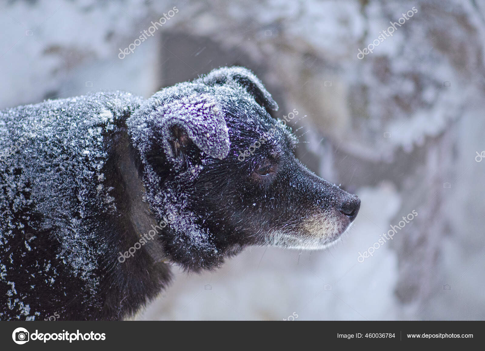 老狗在雪地里散步冬雪中的黑狗冬季户外狗的画像 图库照片 C Lesichkalll27 Gmail Com