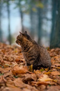 Benekli tekir güzel kedi. Çizgili tekir kedi. Sevimli tekir kedi sonbahar parkında yürüyor