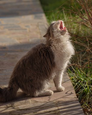 Kedi bahçede dal yiyor. Kedicik dal kemiriyor..