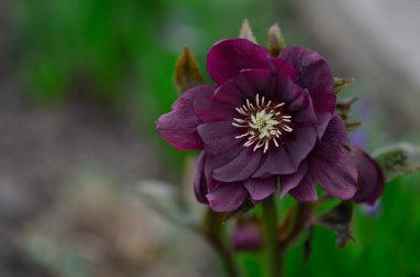 Bahçede korkuluk bakımı var. Noel Gülü ilk çiçek açan çiçeklerden biridir. Hellebores Çifte Ellen Mor