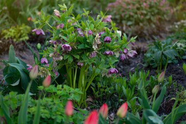 Noel Gülü Çifte Melezler Kırmızı Söz Doğanın arka planında. Kış gülü ya da Noel gülü Çifte Melez Kırmızı Söz