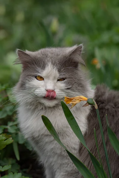 Kedi Yavrusu Kameraya Bakıyor Dil Gösteriyor Kedi Bahçede Oturur Dili — Stok fotoğraf