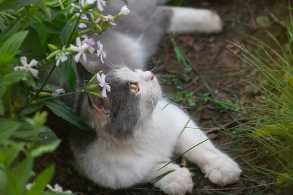 有一条蓬松的大尾巴的猫嗅到花园里的花香 可爱的猫躺在春天或夏天的花田里 花园中的小猫 背生着花朵 — 图库照片