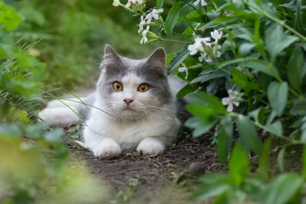 庭で花の匂いを嗅ぐ大きなふわふわの尾を持つ猫 春や夏の花のフィールドに屋外に横たわってかわいい猫 庭には花を背景に子猫 — ストック写真