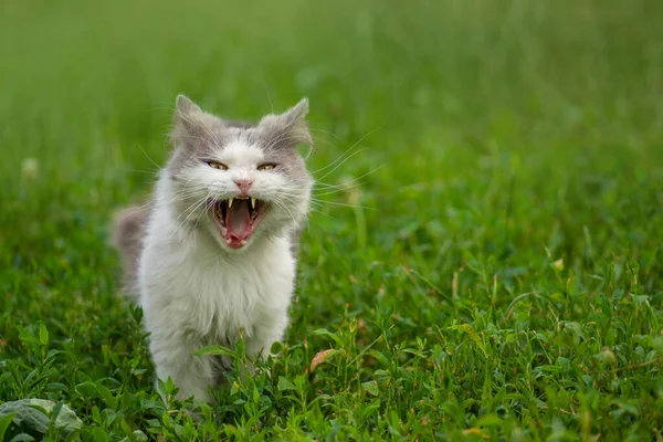 Γάτα Ένα Νυσταγμένο Χασμουρητό Στον Κήπο Γάτα Χασμουρήθηκε Εξωτερικούς Χώρους — Φωτογραφία Αρχείου