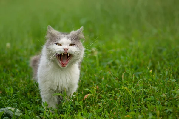 Chat Avec Bâillement Endormi Dans Jardin Chat Bâiller Extérieur Coucher — Photo