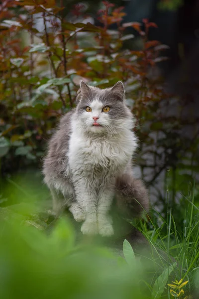 Britská Dlouhosrstá Kočka Vystrkující Jazyk Zahradě Kočičí Jazyk Olizuje Svůj — Stock fotografie