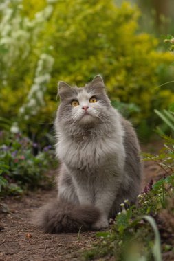 Baharın renkli bahçesinde güzel bir bahar gününde kedi. Çiçeklerin içinde oturan kedi yavrusu. Kedi yeşil çimlerin bahçesinde oturur. Kedi bahçede oturuyor.