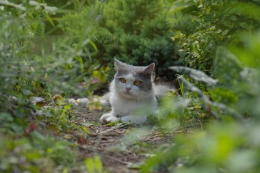 Samer mevsiminde sahada mutlu bir kedi. Kedi çayırda dinleniyor.