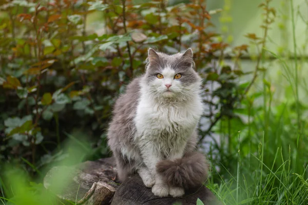 Kitten Sits Blossoming Flowers Garden Cat Resting Outdoors Summer Bright — Stock Photo, Image