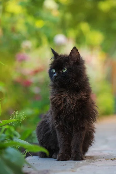 黑猫在花朵间穿梭 秋天花园里快乐的小猫咪的画像 黑猫穿过一片片花 — 图库照片