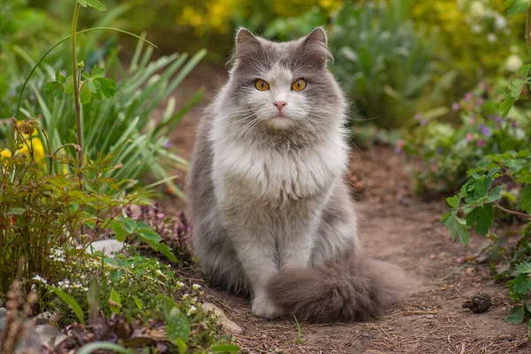 灰色のふわふわの猫が花に座っている 歩道に猫 晴れた日には花の近くの庭の道に猫 — ストック写真