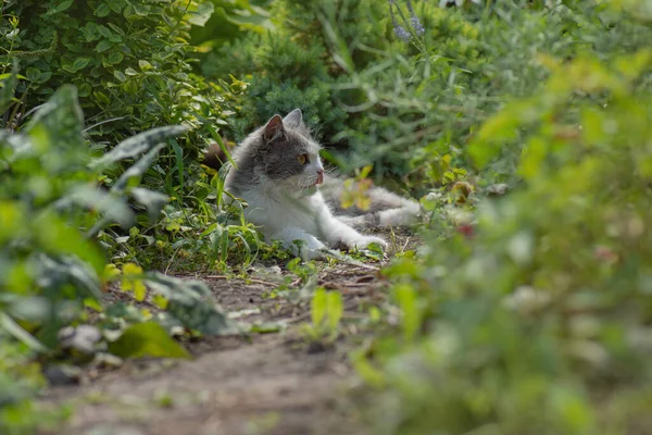 Kattenlik Met Tong Smakelijk Kitten Kijken Camera Tongzoenen — Stockfoto