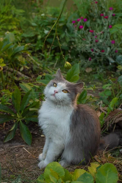 一只小猫咪的户外肖像 猫在外面更安全地休息 凯蒂坐在五颜六色的花朵的背景上 灰猫在夕阳西下灯火辉煌的花园里玩耍 — 图库照片