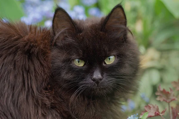 黑猫在五彩斑斓的花朵中散步 可爱的猫站在春天或夏天的花田里 花园中的小猫 背生着花朵 — 图库照片