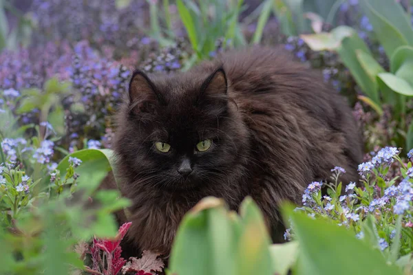 黑猫躺在五彩斑斓的花朵中 背景是绿色的山雀 美丽的黑猫 花园里盛开的植物 小猫咪躺在夏日的风景里 — 图库照片