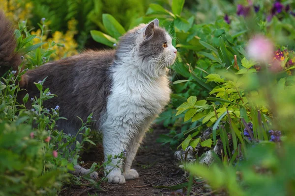 Porträtt Söt Kattunge Profil Porträtt Lurviga Grå Och Vit Katt — Stockfoto