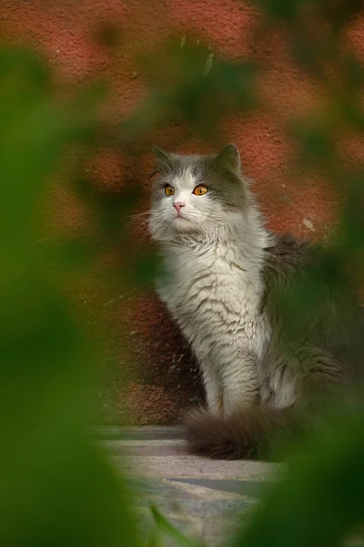 灰毛绒绒的猫坐在花朵里 猫在人行道上 晴朗的日子里 花园小径上的猫靠近花朵 — 图库照片