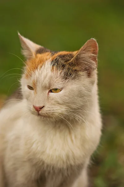 Retrato Gato Primaveral Emocional Retrato Gato Primavera Frescura Agradable Aroma —  Fotos de Stock