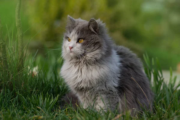 感情用事的春猫肖像 可爱的猫坐在一个阳光灿烂的夏季花园里 春猫肖像画猫享受春天里的晴天 — 图库照片