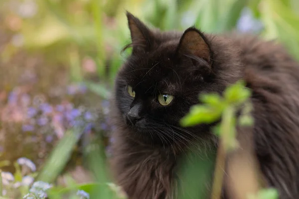 黑猫走在五彩斑斓的花朵和绿色的山雀中 美丽的黑猫 花园里盛开的植物 凯蒂在夏日的风景中散步 — 图库照片