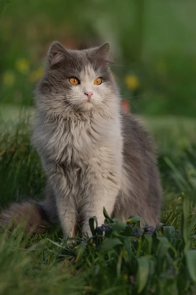 Cat Sits Bloom Garden Early Spring Cat Flowers Cat Sitting — Stock Photo, Image