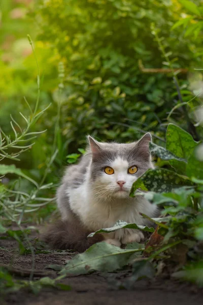 キティは太陽の下で庭で遊んでいる カラフルな花の庭で猫 庭で美しい猫と開花植物 花の畑の猫 — ストック写真