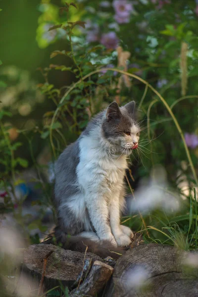 英国长毛猫在花园里伸出舌头 猫舌在花园里舔鼻子 — 图库照片