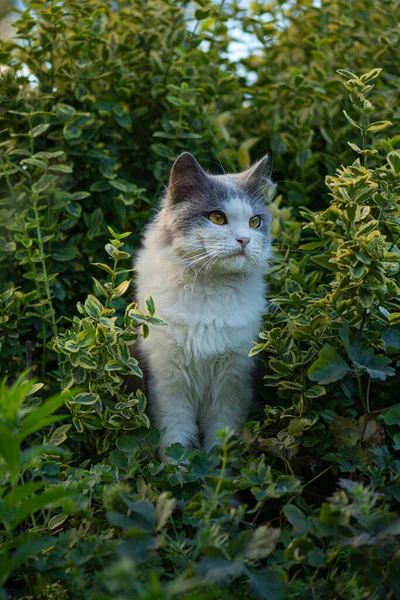 Uzun Bıyıklı Sevimli Kedi Kameraya Bakıyor Bahçeye Yakın Bir Kedi — Stok fotoğraf