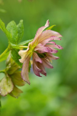 Kış gülü ya da yeşil yapraklı Noel gülü çiçeği. Evergreen bitkisi Hellebore Lekeli Cam Çiçek