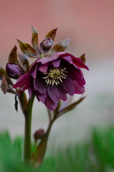 Christmas rose or hellebore spring flowers which position in semi shade.Christmas rose or Lenten hellebore or Snow Rose. Helleborus orientalis Queens Double Red