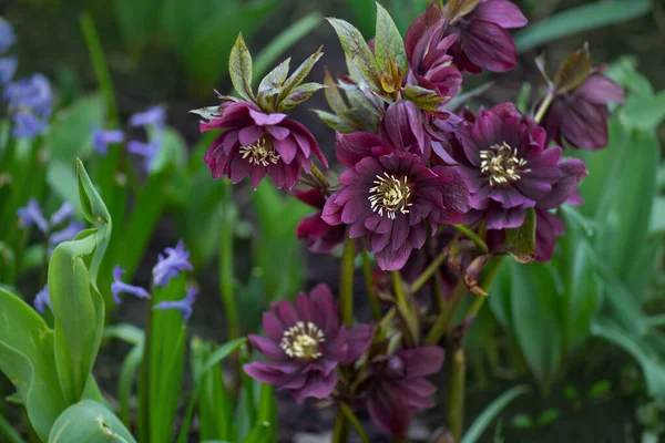 Helleborus ilk olarak kışın bahçede çiçek açar. Derin mor çiçekler ve tomurcuklar hibrit helleboreler Şubat 'tan Mayıs' a kadar çiçek açarlar. Bahçede yağmur damlaları yetişiyor..