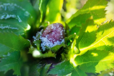 Kardan çiçek açan Noel gülü. Hellebore kışın karda çiçek açar..