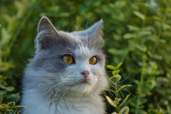 Gato Bonito Plantas Florescentes Jardim Gato Engraçado Sentado Livre Retrato — Fotografia de Stock