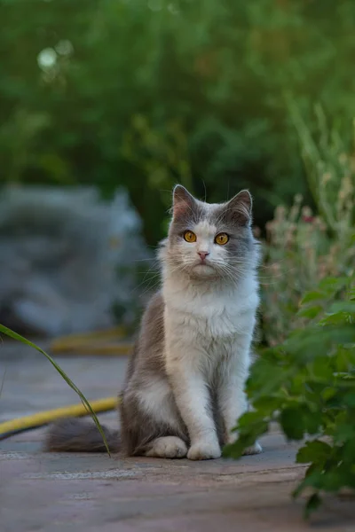 日落时分 一只毛茸茸的猫坐在花园里 阳光明媚的夏天花园和猫 猫坐在室外的花朵旁 — 图库照片