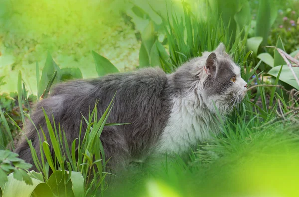 Portrét Roztomilého Koťátka Profilu Portrét Chlupaté Šedé Bílé Kočičí Profil — Stock fotografie