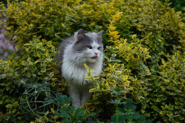 Kätzchen Garten Leckt Sein Gesicht Draußen Vor Der Tür Katze — Stockfoto