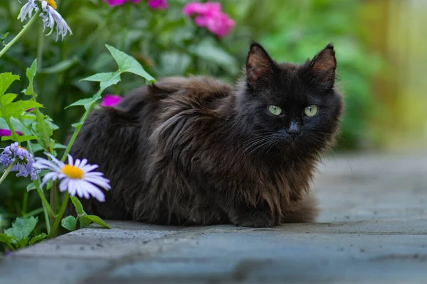 外面有花的黑猫 室外自然的大气时刻 黑猫散步 欣赏美丽的花园 — 图库照片