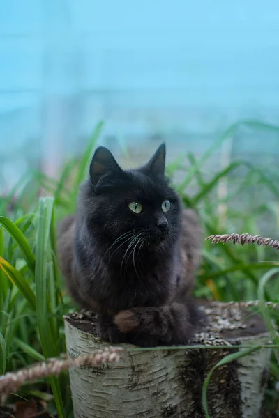 Black cat walk in colorful flowers and green bokeh in the background. Black beautiful cat and blooming plants in garden. Kitty walk in summer landscape.