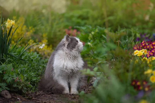 Porträtt Söt Kattunge Profil Porträtt Lurviga Grå Och Vit Katt — Stockfoto