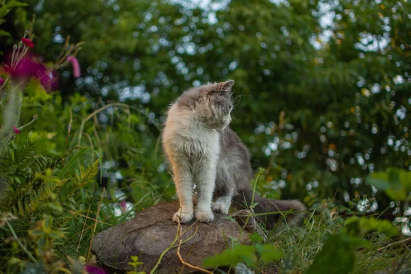 Venkovní Portrét Mladé Kočky Kočka Odpočívá Venku Sameru Kitty Sedí — Stock fotografie