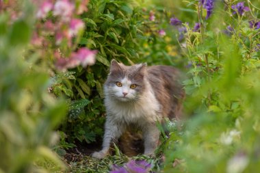 Kedi çimlerin üzerinde yatıyor ve oynuyor. Bahçedeki çim tarlasında yatan kedi. Güzel kedi çayırda oturuyor.