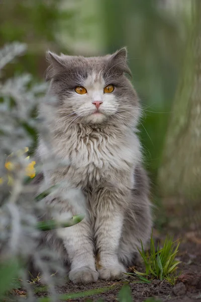 感情用事的春猫肖像 可爱的猫坐在一个阳光灿烂的夏季花园里 春猫肖像画猫享受春天里的晴天 — 图库照片