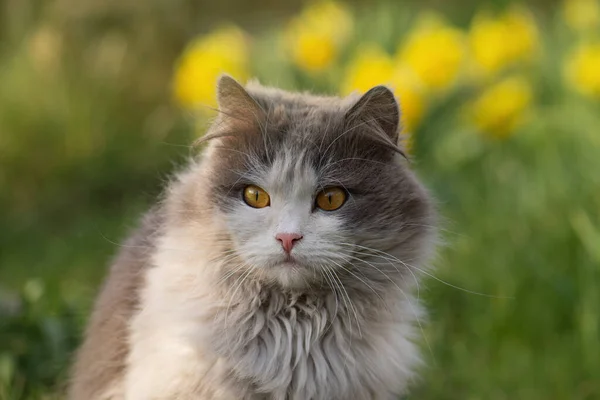 Beautiful Cat Blooming Plants Garden Little Funny Cat Sitting Outdoors — Stock Photo, Image