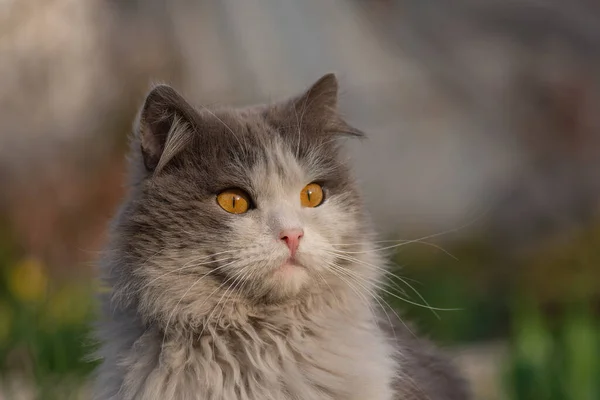 Hermoso Gato Gris Blanco Buscando Orgulloso Retrato Modelo Gato Retrato — Foto de Stock