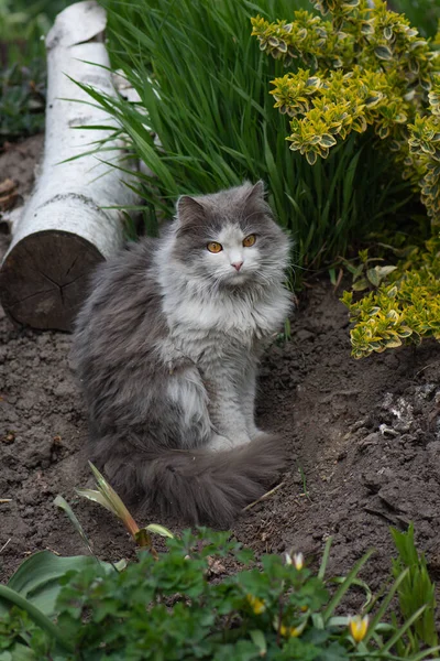 Katzenspaziergang Einem Schönen Garten Mit Blumen Porträt Katze Grünen Sommergras — Stockfoto