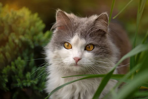 かわいい猫が牧草地に座っている 健康的で活動的なペットライフスタイルをコンセプト 庭の猫 猫の肖像画を閉じる — ストック写真