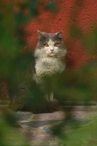 夕日が美しい庭で遊ぶ灰色の猫 かわいい猫は日当たりの良い夏の庭に座っています ちょっと面白い猫が屋外に座って — ストック写真