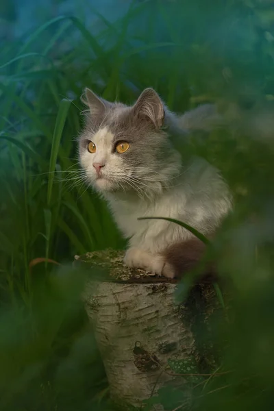 Gato Acostado Jardín Sobre Fondo Rosas Jardín Flores Gato Bastante — Foto de Stock