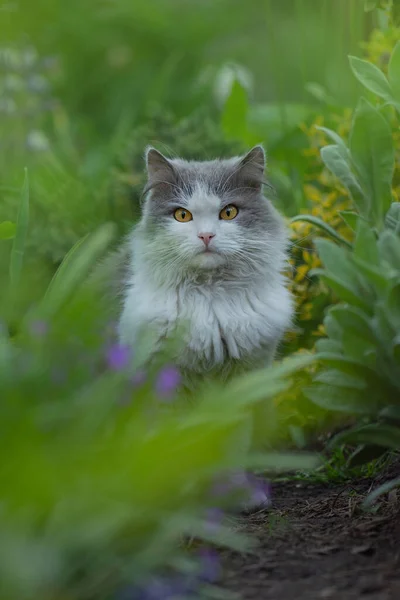 회색아름다운 고양이가 관심을 가지고 정원에는 고양이가 있었다 아름다운 과하얀 고양이 — 스톡 사진